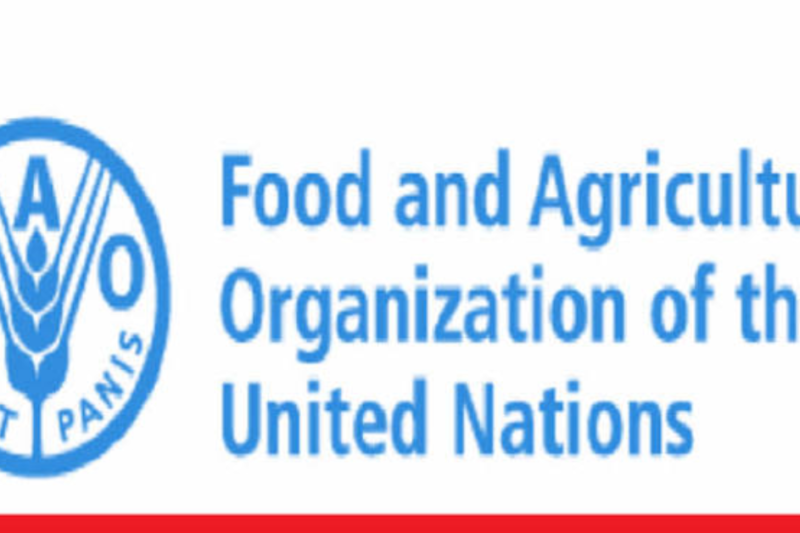 FAO Regular Volunteer Programme 2026–2027: United Nations Volunteer Opportunities in Rome