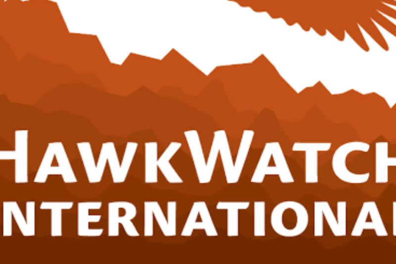 HawkWatch International (HWI) Global Raptor Research and Conservation Grant 2026: Apply for Up to $3,500 to Fund Raptor Research and Conservation Projects