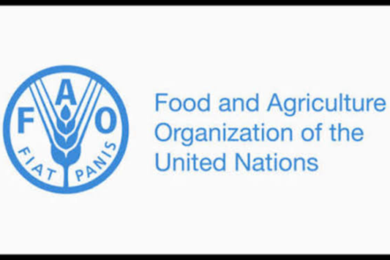 FAO is recruiting for a Young Professional Officer (Talent Outreach and Young Talent Programmes)2026: Apply Now!
